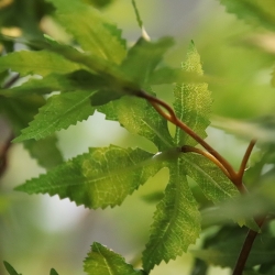 Albero artificiale di Acer 280 cm verde