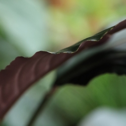 Pianta artificiale Calathea Luthea rossa 140 cm
