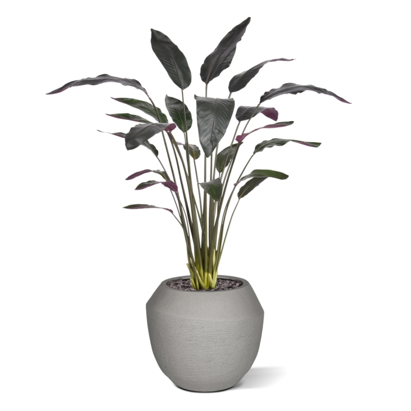 Pianta artificiale Calathea Luthea rossa 140 cm