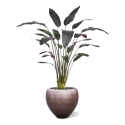 Pianta artificiale Calathea Luthea rossa 140 cm