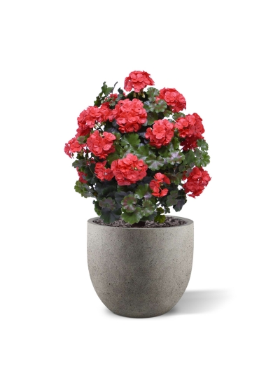 Geranio artificiale a sfera 50cm UV rosso