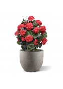 Geranio artificiale a sfera 50cm UV rosso