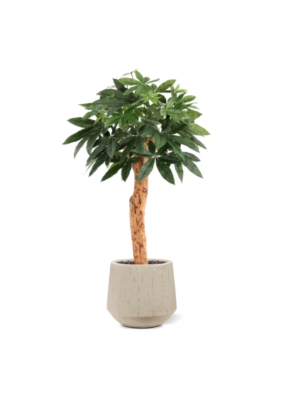 Pianta artificiale Pachira Deluxe 100 cm