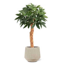 Pianta artificiale Pachira Deluxe 100 cm