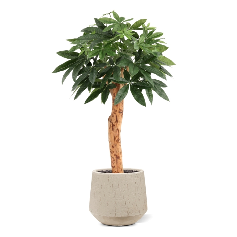 Pianta artificiale Pachira Deluxe 100 cm