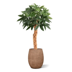 Pianta artificiale Pachira Deluxe 100 cm