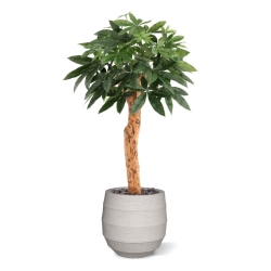 Pianta artificiale Pachira Deluxe 100 cm
