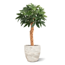 Pianta artificiale Pachira Deluxe 100 cm