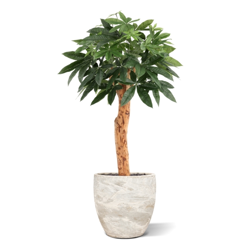 Pianta artificiale Pachira Deluxe 100 cm