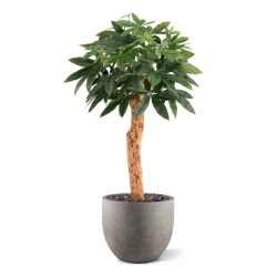 Pianta artificiale Pachira Deluxe 100 cm