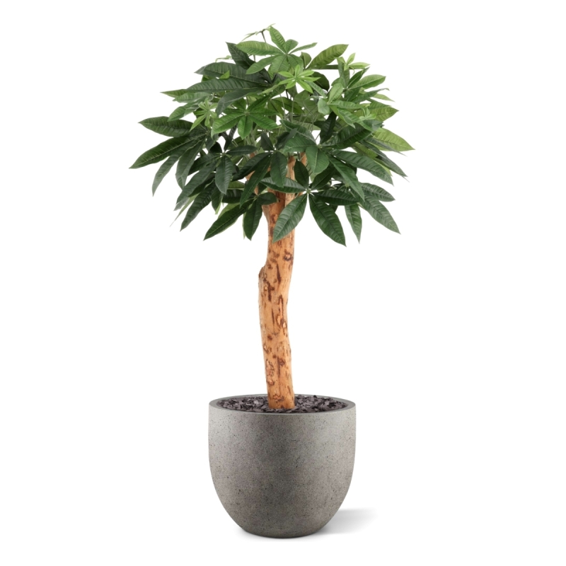 Pianta artificiale Pachira Deluxe 100 cm