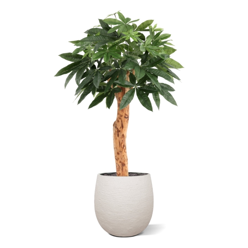 Pianta artificiale Pachira Deluxe 100 cm