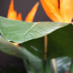 Bouquet artificiale di Strelitzia 75 cm