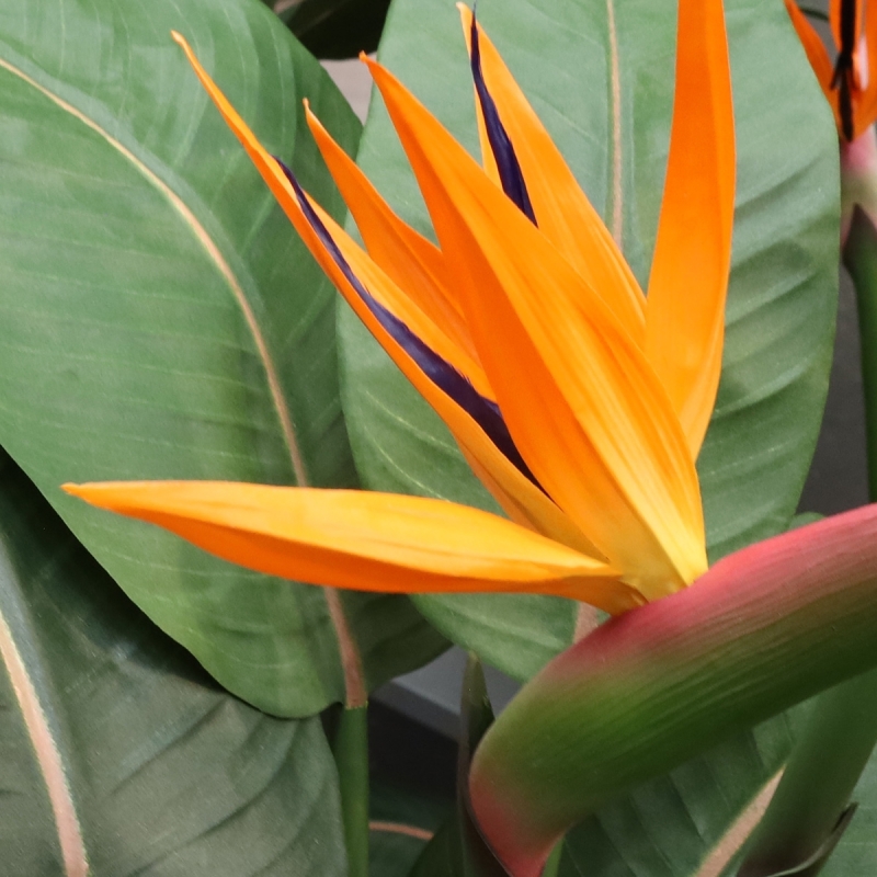 Bouquet artificiale di Strelitzia 75 cm