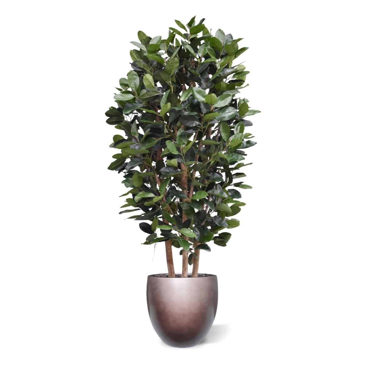 Elastica Robusta Deluxe Artificiale 300cm Verde