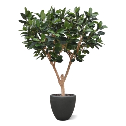 Albero artificiale Elastica Robusta XL 300cm verde