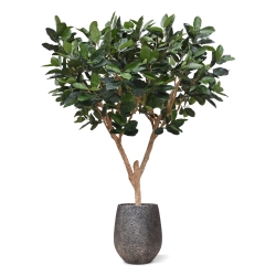 Albero artificiale Elastica Robusta XL 300cm verde