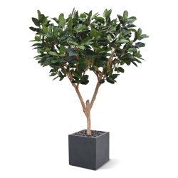 Albero artificiale Elastica Robusta XL 300cm verde