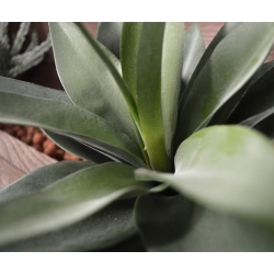 Bouquet artificiale di agave 25 cm