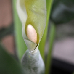 Bouquet artificiale di Alocasia Calidora 70 cm