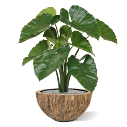 Bouquet artificiale di Alocasia Calidora 70 cm