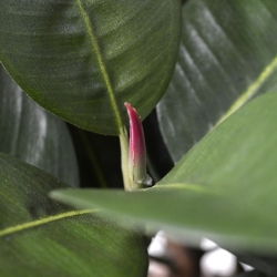 Pianta artificiale Elastica Robusta 90 cm - verde
