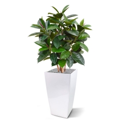 Pianta artificiale Elastica Robusta 90 cm - verde