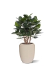 Ficus Audrey pianta artificiale 100cm