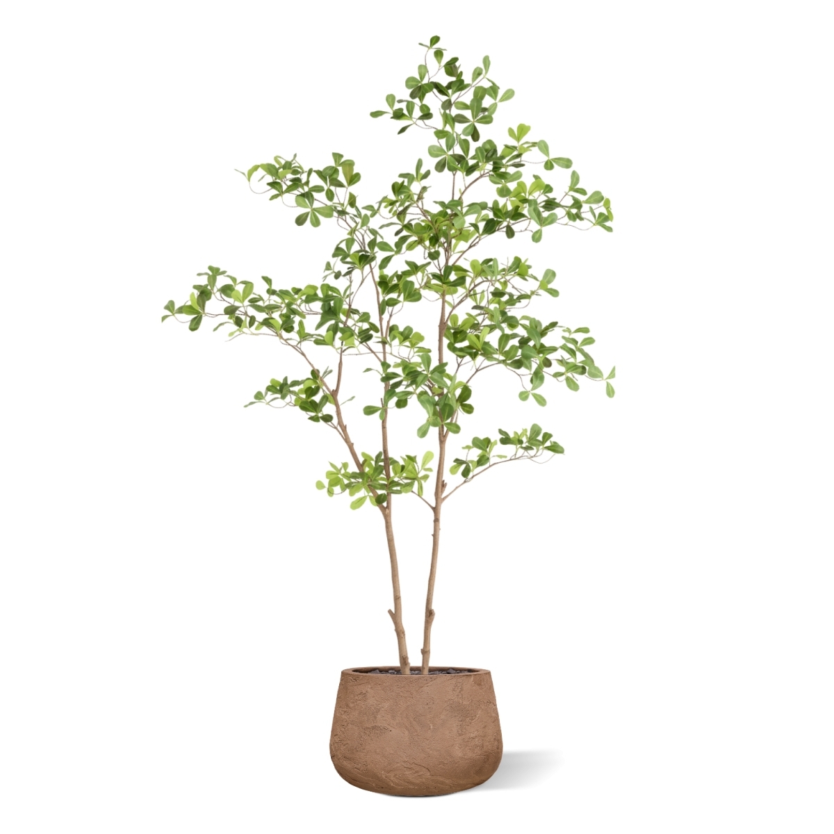 Albero artificiale Pittosporum 180 cm