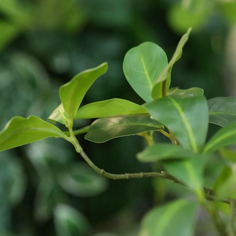 Albero artificiale Pittosporum 180 cm