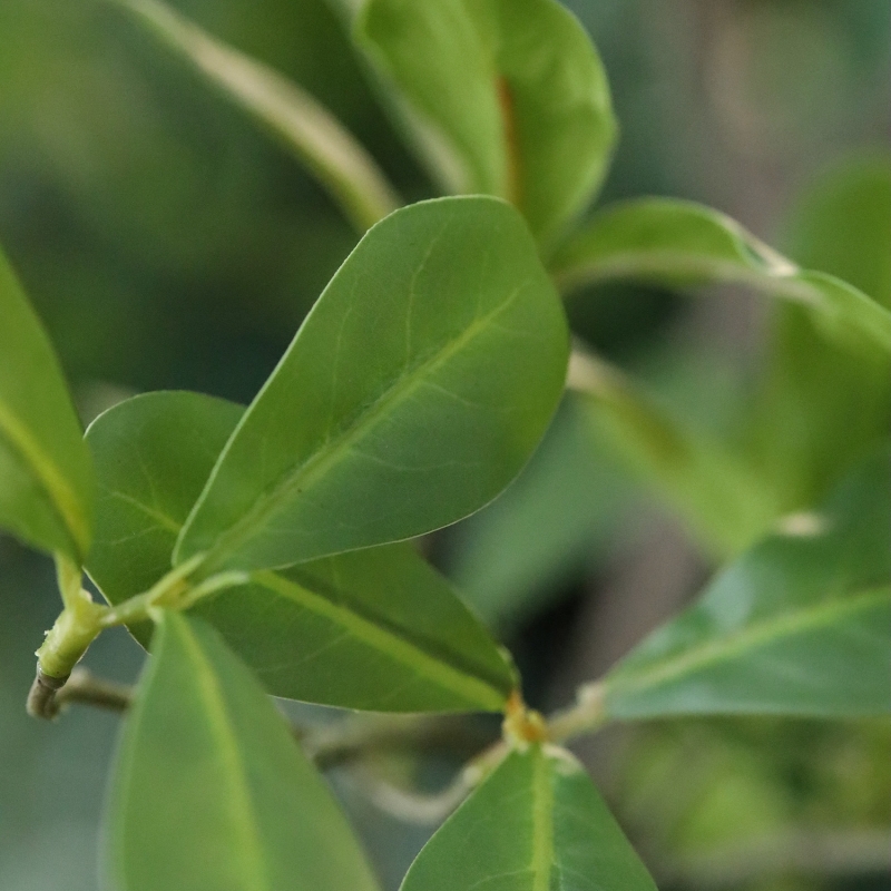 Albero artificiale Pittosporum 180 cm