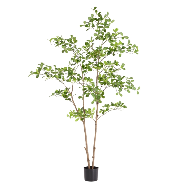 Albero artificiale Pittosporum 180 cm