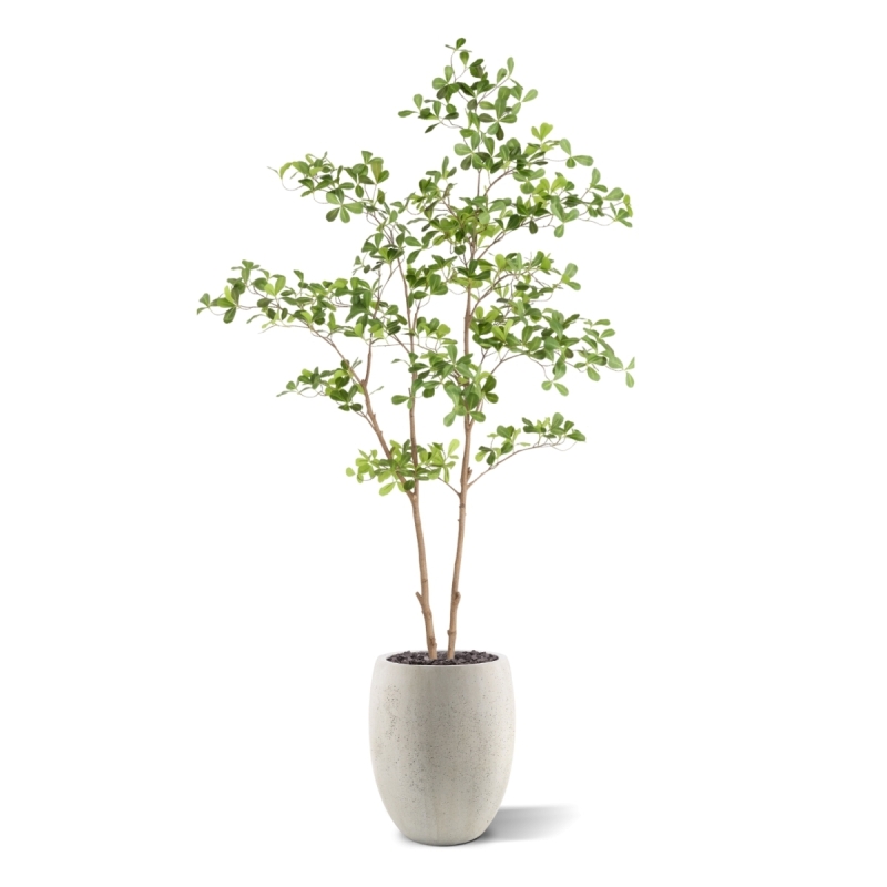 Albero artificiale Pittosporum 180 cm