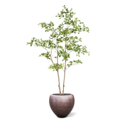 Albero artificiale Pittosporum 180 cm
