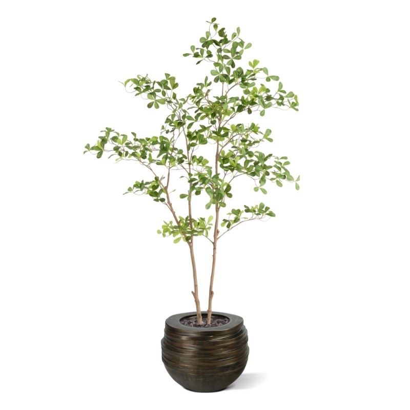Albero artificiale Pittosporum 180 cm