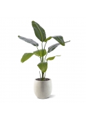 Pianta artificiale di Strelitzia Nicolai 120cm