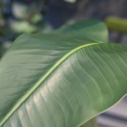 Pianta artificiale di Strelitzia Nicolai 120cm