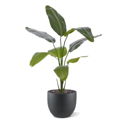 Pianta artificiale di Strelitzia Nicolai 120cm