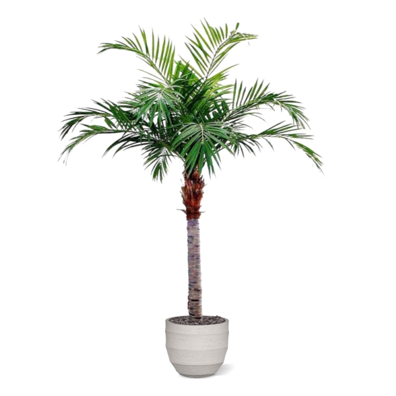 Palma Majesty Gigante 350 cm
