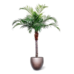 Palma Majesty Gigante 350 cm