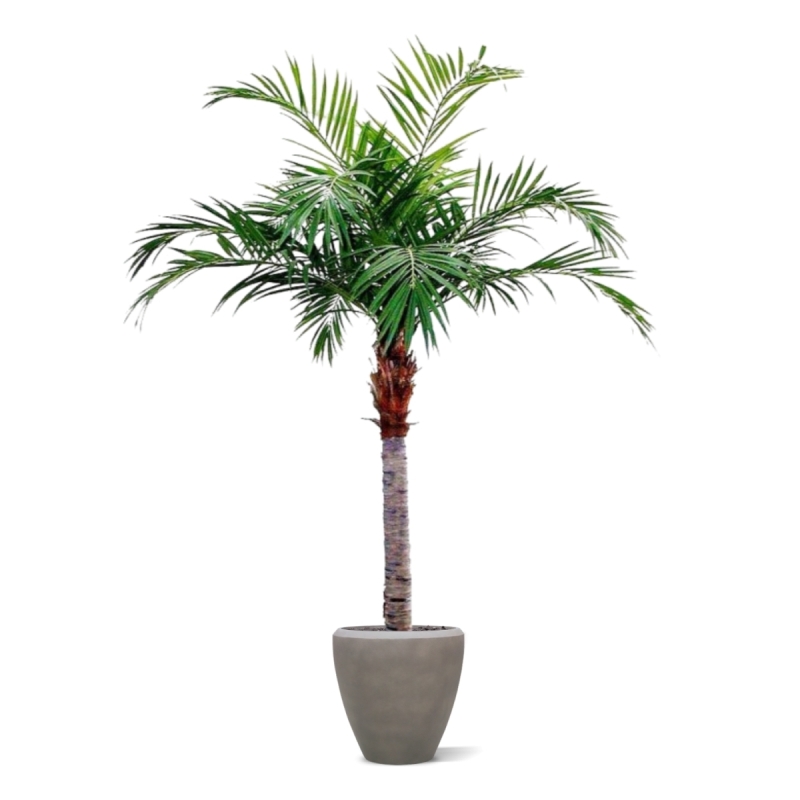 Palma Majesty Gigante 350 cm