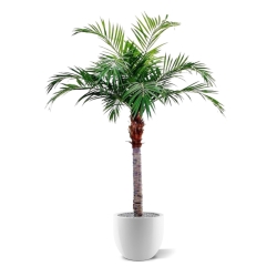 Palma Majesty Gigante 350 cm