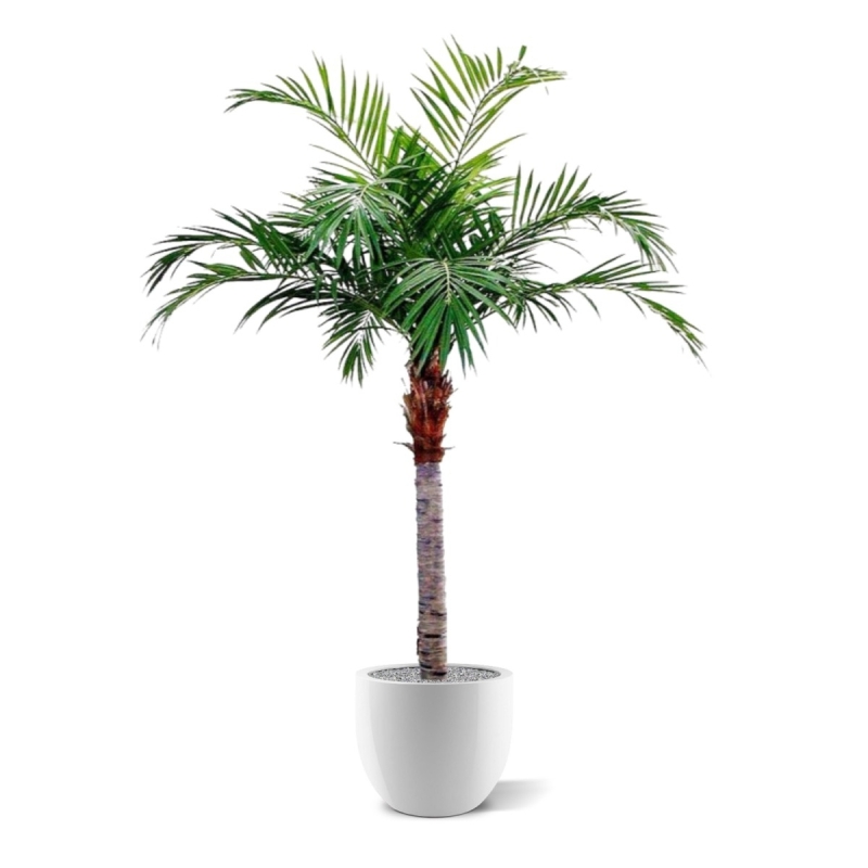 Palma Majesty Gigante 350 cm