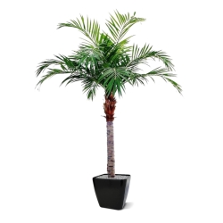 Palma Majesty Gigante 350 cm