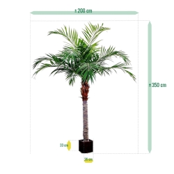 Palma Majesty Gigante 350 cm
