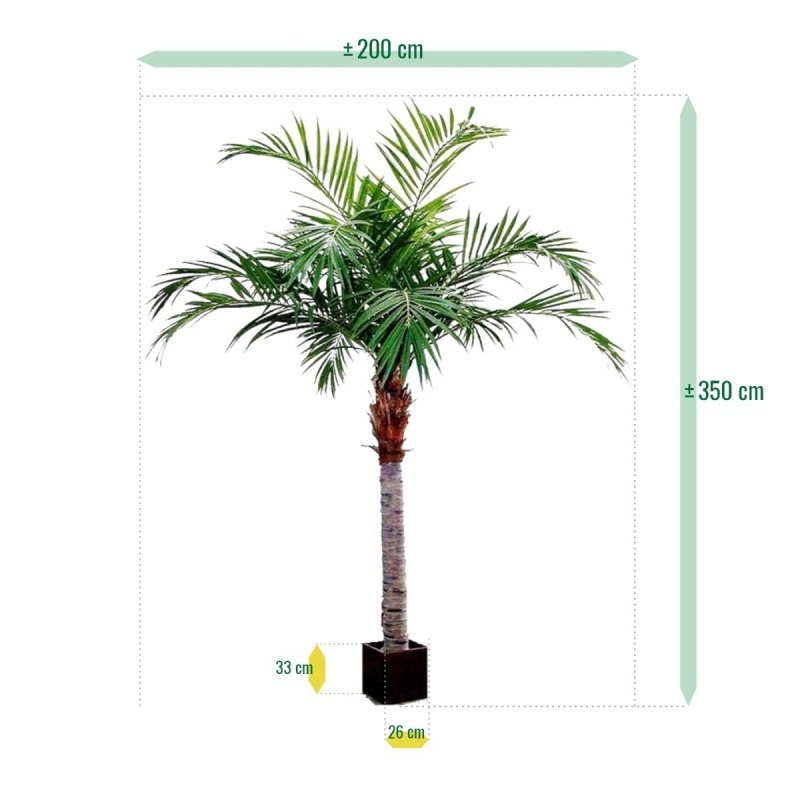 Palma Majesty Gigante 350 cm