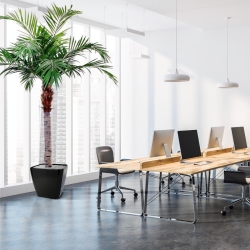 Palma Majesty Gigante 350 cm