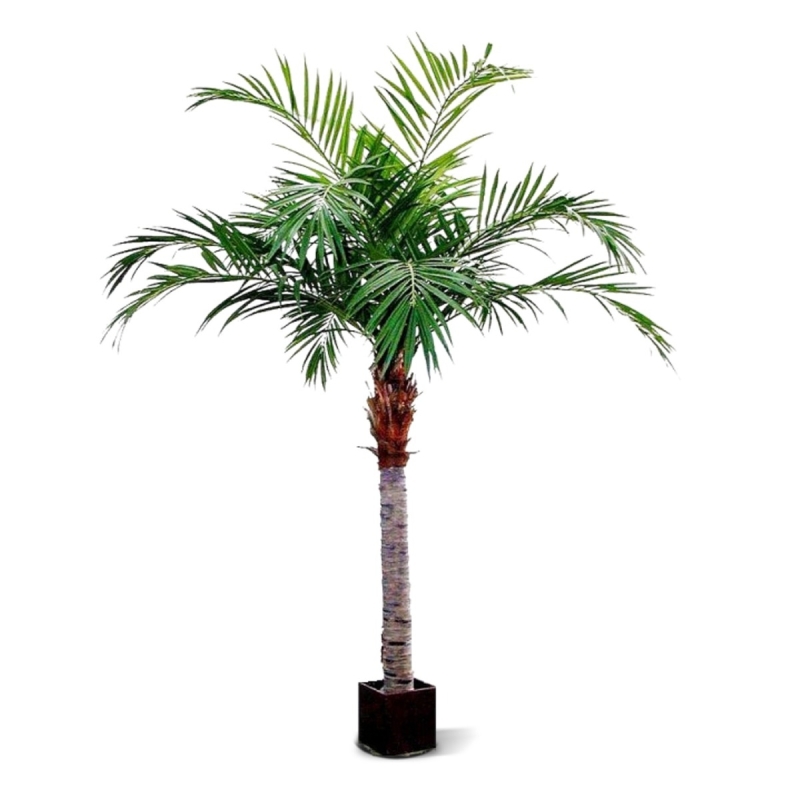Palma Majesty Gigante 350 cm