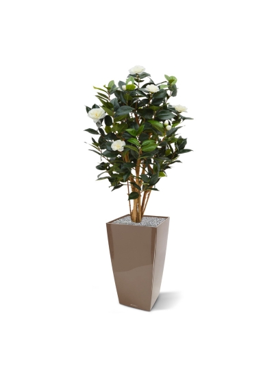 Camelia Japonica Deluxe 100 cm bianco