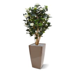 Camelia Japonica Deluxe 100 cm bianco